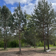 Medžių genėjimas