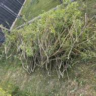 Šiukšlių išvežimas: žaliosios atliekos