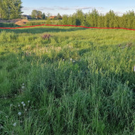 Ieškau, kas galėtų sutvarkyti apie 14 arų sklypą Bukiškyje (Avižienių sen., Vilniaus r. sav)