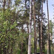 Medžių pjovimas