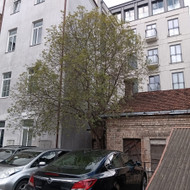 Trijų medžių genėjimas