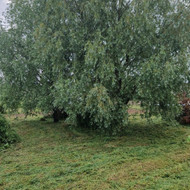 Medziu pjovimas, sklypo lyginimas, formavimas