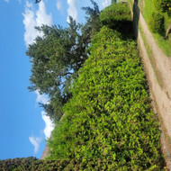 Tujų genėjimas