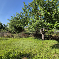 Šakų išvežimas