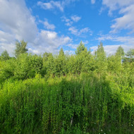 Apleistų sklypų tvarkymas