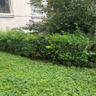 Gyvatvorių karpymas