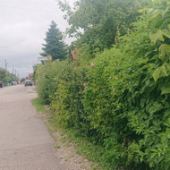 Gyvatvorių karpymas