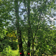 Medžių pjovimas