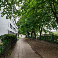 Medžių genėjimas