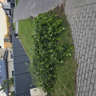 Šakų išvežimas