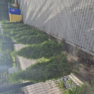 Tuju išrovimas ir nauju krumu susodinimas
