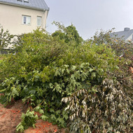 Šakų mulčiavimas arba išvežimas
