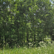 Apleistų sklypų tvarkymas