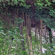 Medžių pjovimas
