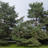 Medžių genėjimas, pjovimas