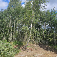 Šakų išvežimas