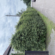 Gyvatvories kirpimas