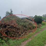 Šakų išvežimas