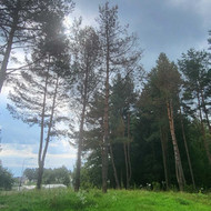 Medžių pjovimas