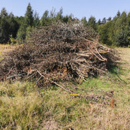 Šakų išvežimas