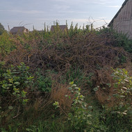 Šakų išvežimas