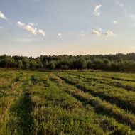 Reikia atlikti krūmų/mažų medelių mulčiavimą-smulkinimą kartu su žemės įdirbimu