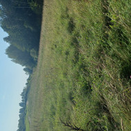 Žolės šienavimas