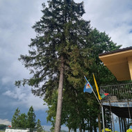 Medžių genėjimas, pjovimas