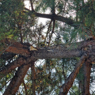Arboristas
