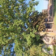 Arboristai