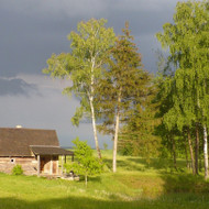 Arboristo paslaugos