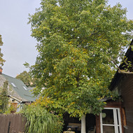 Medžių genėjimas, pjovimas