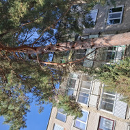 Medžio šakos nupjovimas