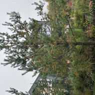 Medžių priežiūra ir gydymas