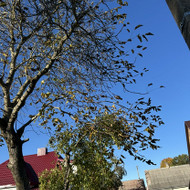 Arboristai