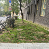 Teritorijos sutvarkymas ir augalų sodinimas