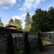 Arboristas. Medžių pjovimas