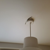 Reikia iš naujo padaryti lubas virtuvėje