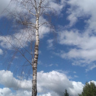 Rokiškyje medžio nupjovimas