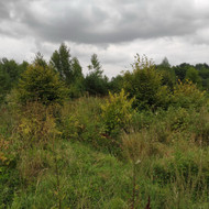 Apleistų sklypų tvarkymas