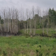 Melioracijos tvarkymo darbai