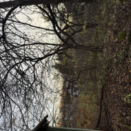 Medžių genėjimas, pjovimas