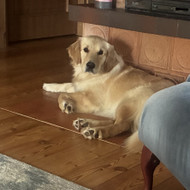 Šunų viešbučiai, vedžiojimas, priežiūra