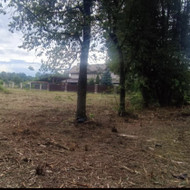 Reikia nupjauti 8 liepas ir išsivežti