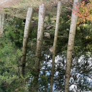 Sodo sklype reikia nukirsti 50 eglių