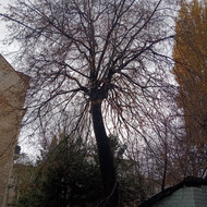 Medžių krūmų želdinių genėjimas ir išvežimas