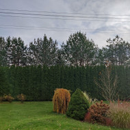 Medžių genėjimas, pjovimas