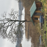 Išgenėti ir nupjauti medzius