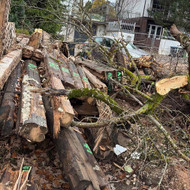 Rąstų ir nupjautų medžių išvežimas