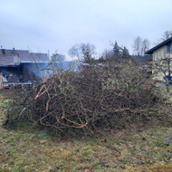 Reikalingas šakų išvežimas